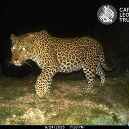 clt-leopard-03_original